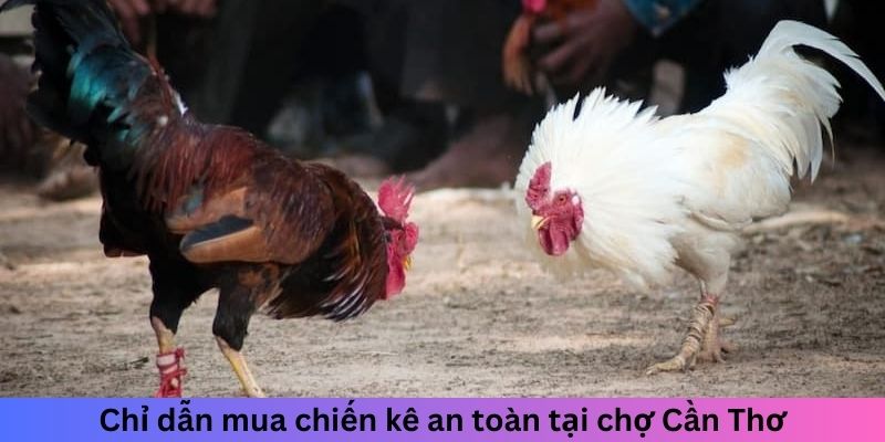 Chợ Tốt Gà Đá Cần Thơ - Điểm Lý Tưởng Cho Người Chơi Gà 6 Chỉ dẫn mua chiến kê an toàn tại chợ Cần Thơ