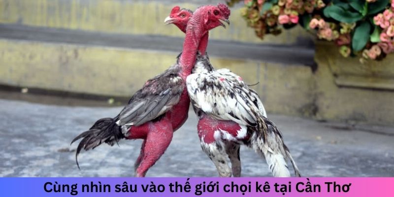 Chợ Tốt Gà Đá Cần Thơ - Điểm Lý Tưởng Cho Người Chơi Gà 4 Cùng nhìn sâu vào thế giới chọi kê tại Cần Thơ