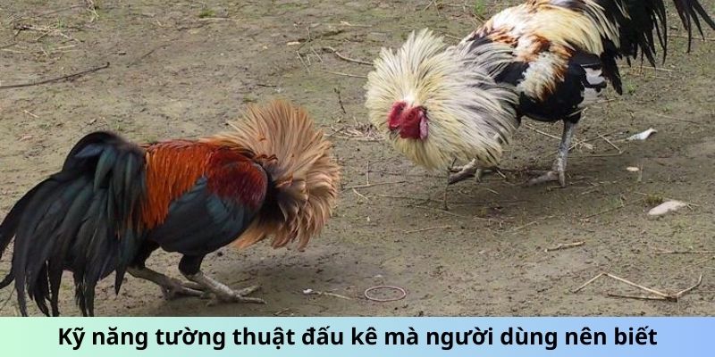 Tường Thuật Đá Gà - Đam Mê, Cảm Xúc Kỹ Thuật Chiến Đấu 5 Kỹ năng tường thuật đấu kê mà người dùng nên biết