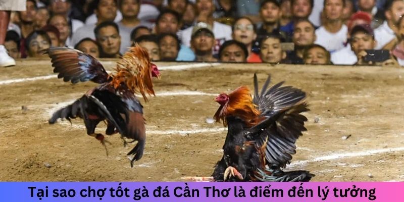 Chợ Tốt Gà Đá Cần Thơ - Điểm Lý Tưởng Cho Người Chơi Gà 5 Tại sao chợ tốt gà đá Cần Thơ là điểm đến lý tưởng