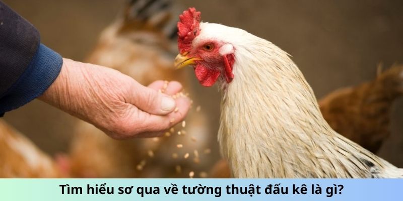 Tường Thuật Đá Gà - Đam Mê, Cảm Xúc Kỹ Thuật Chiến Đấu 4 Tìm hiểu sơ qua về tường thuật đấu kê là gì?