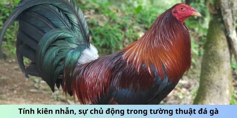 Tường Thuật Đá Gà - Đam Mê, Cảm Xúc Kỹ Thuật Chiến Đấu 6 Tính kiên nhẫn, sự chủ động trong tường thuật đá gà