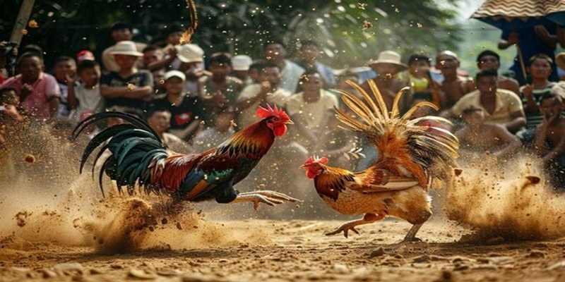 Cách Đá Gà Mạng Luôn Thắng Giúp Kê Thủ Luôn Thành Công 5 Cách đá gà mạng luôn thắng nghiên cứu kỹ lịch sử thi đấu của chiến kê